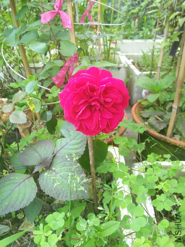 IMG20160504163109.jpg