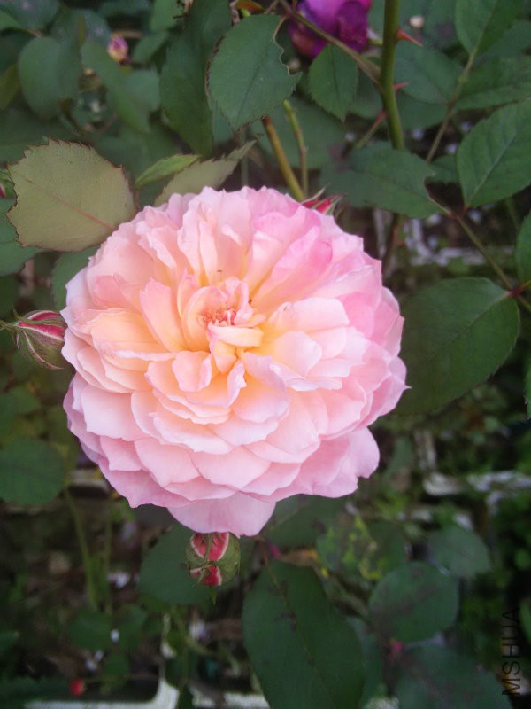 IMG20160504162554.jpg