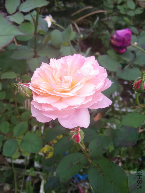 IMG20160504162535.jpg