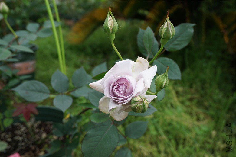DSC01561_��ͼ��.jpg