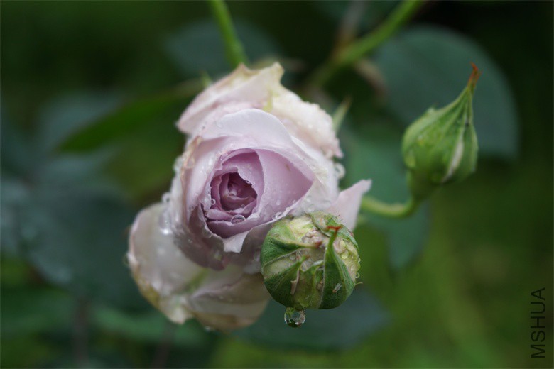 ��ˮ��20160413DSC01269_��ͼ��.jpg