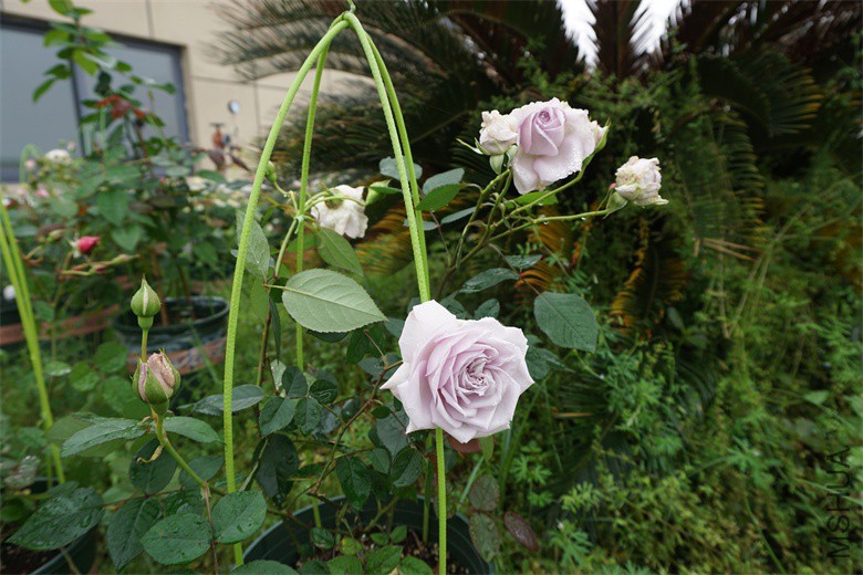 DSC04627_��ͼ��.jpg