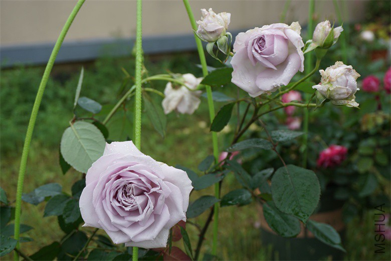 DSC04634_��ͼ��.jpg