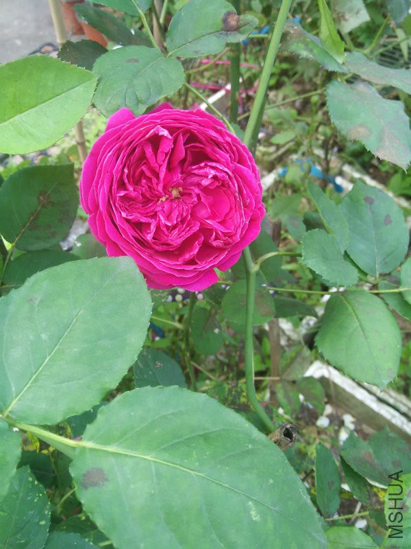 IMG20160504162633.jpg
