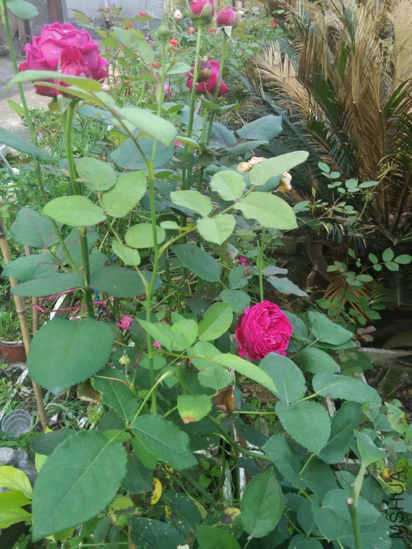 IMG20160504162642.jpg