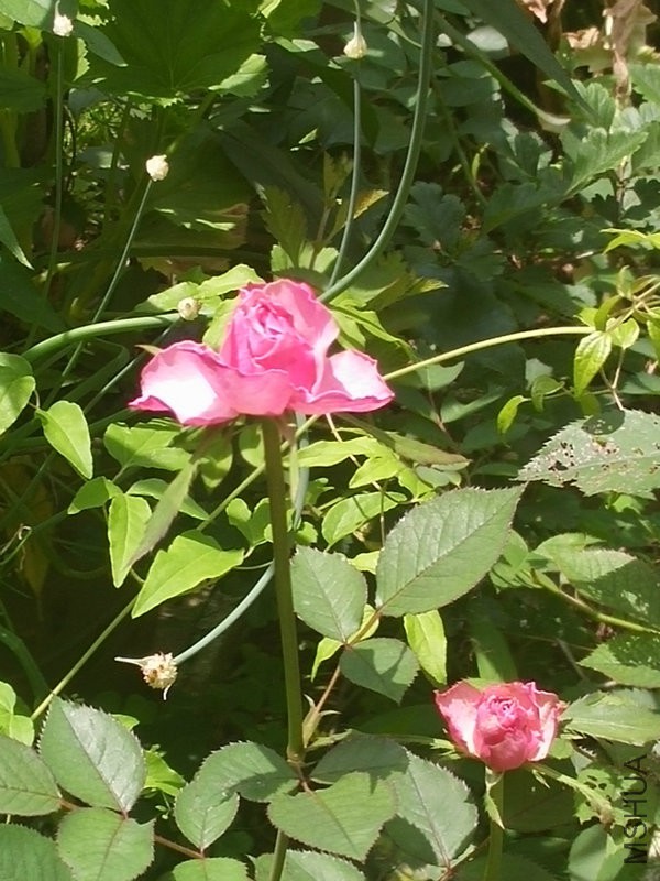 IMG20160504113905.jpg
