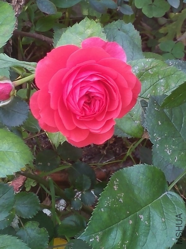 IMG20160504165754.jpg