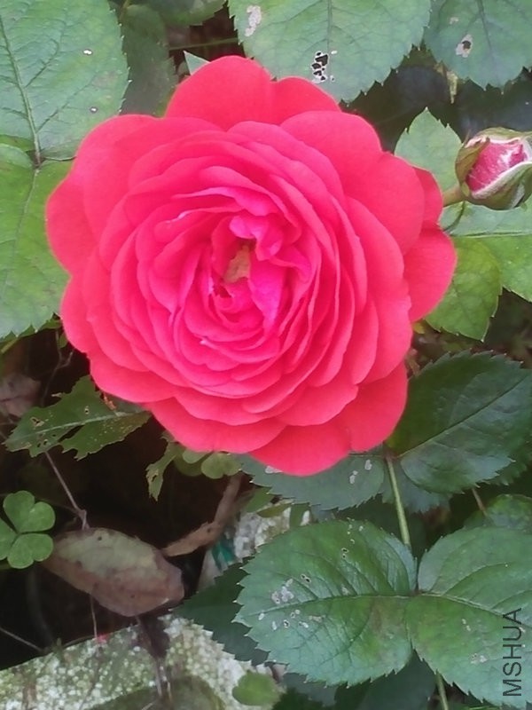 IMG20160504165741.jpg