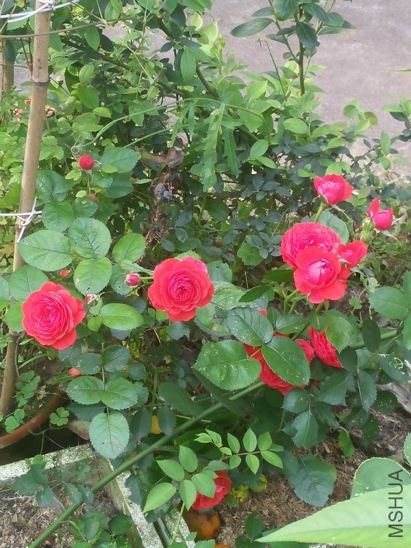 IMG20160504165629.jpg