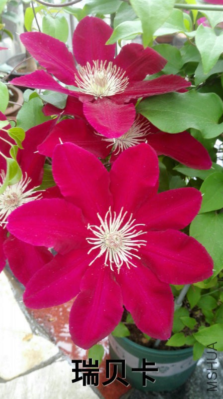 IMG_20160419_195730.jpg