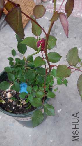 IMG_20160502_191936.jpg