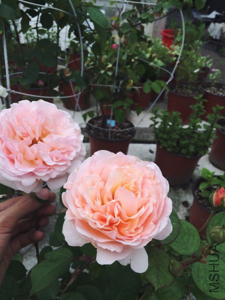 ����ٽ��/Haiku Romantika