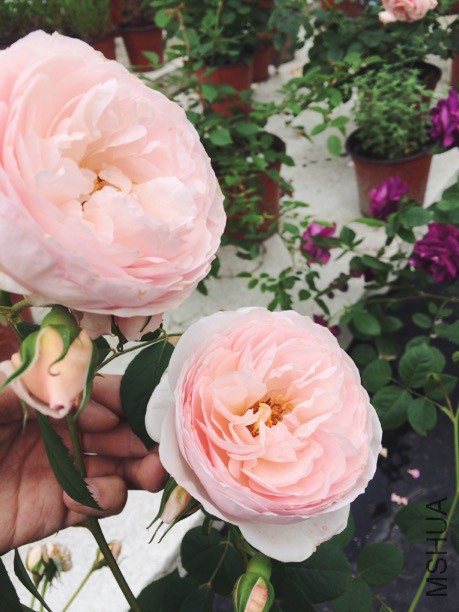 �Ų�/Heritage AUSblush