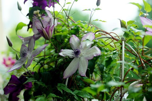 DSC08873.jpg