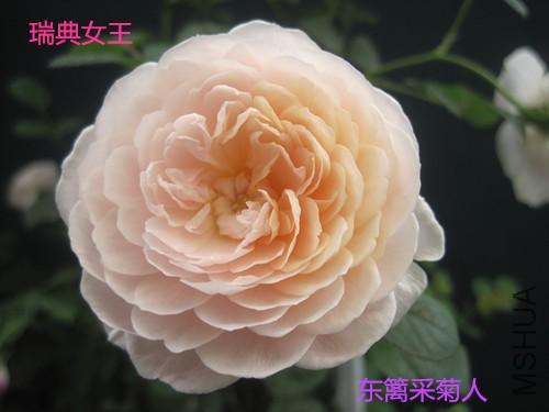 ���Ů�� (2)_����.jpg