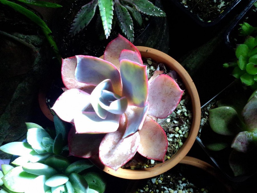 IMG20150515001.jpg