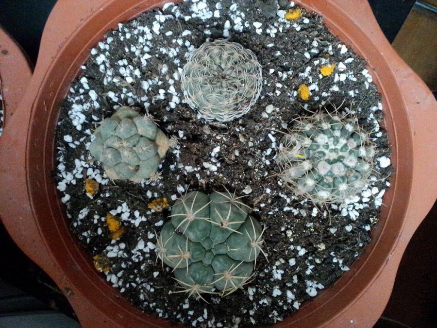 IMG20160329003.jpg
