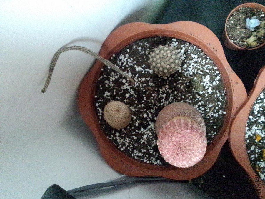 IMG20160329005.jpg
