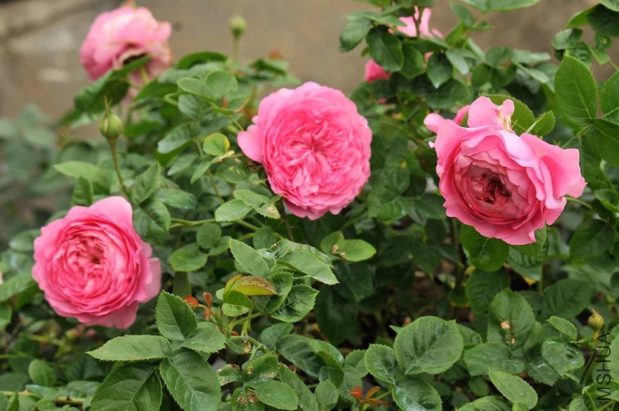 psb (3).jpg