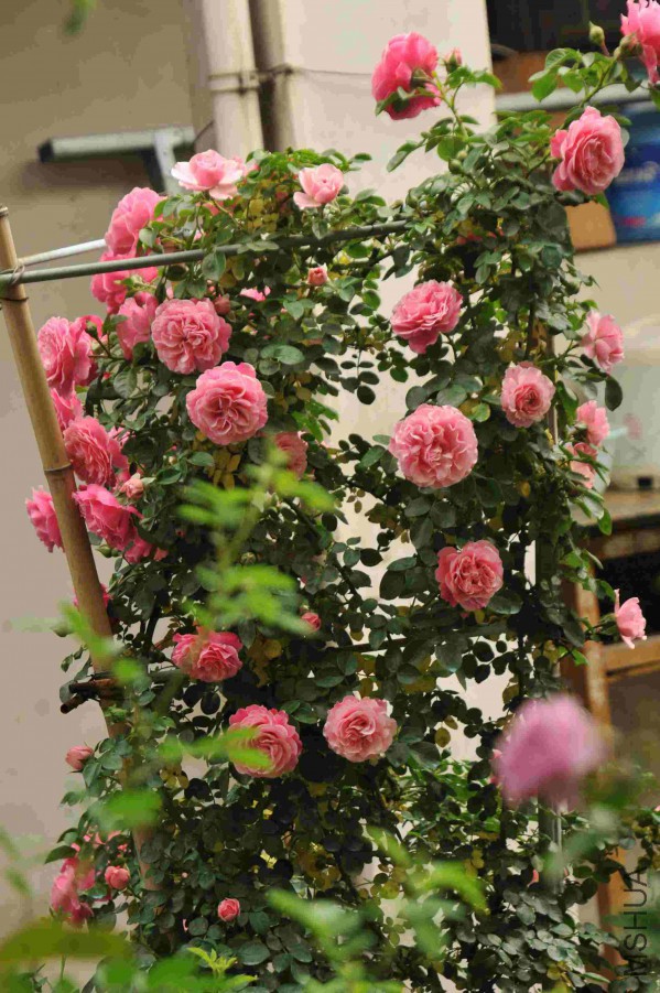 DSC_9756_����.jpg