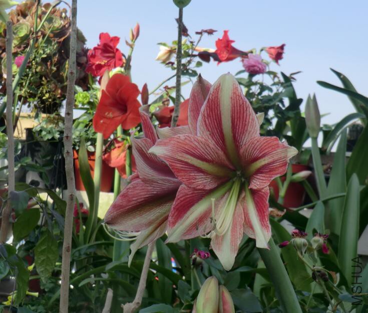 QQ��ͼ20160505102255.jpg