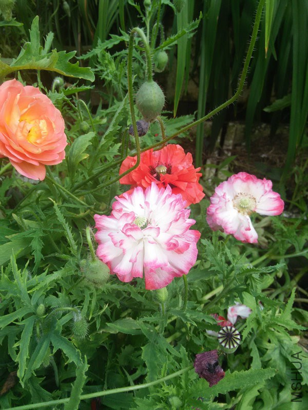 IMG20160504162423.jpg
