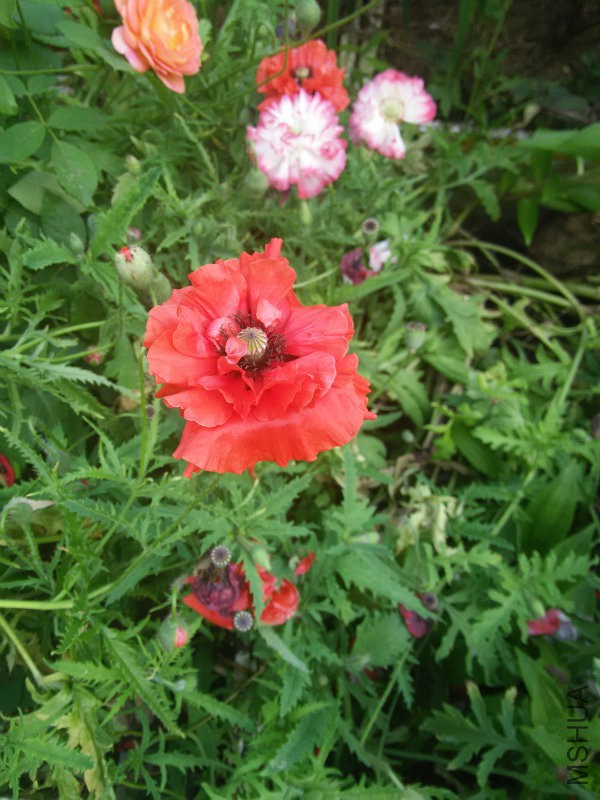 IMG20160504162435.jpg