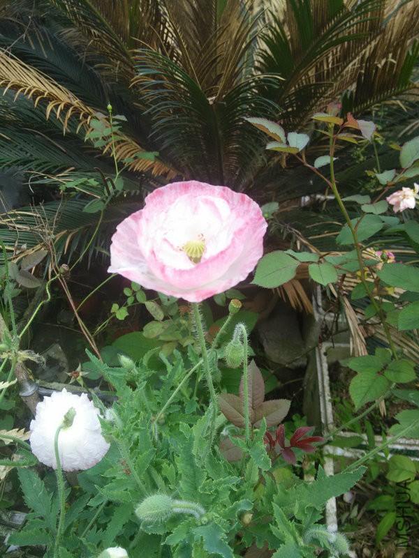 IMG20160504162511.jpg