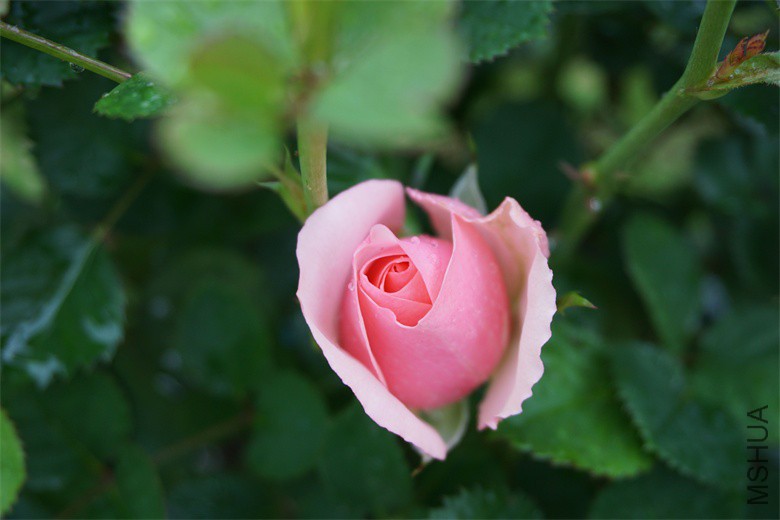 DSC01632_��ͼ��.jpg