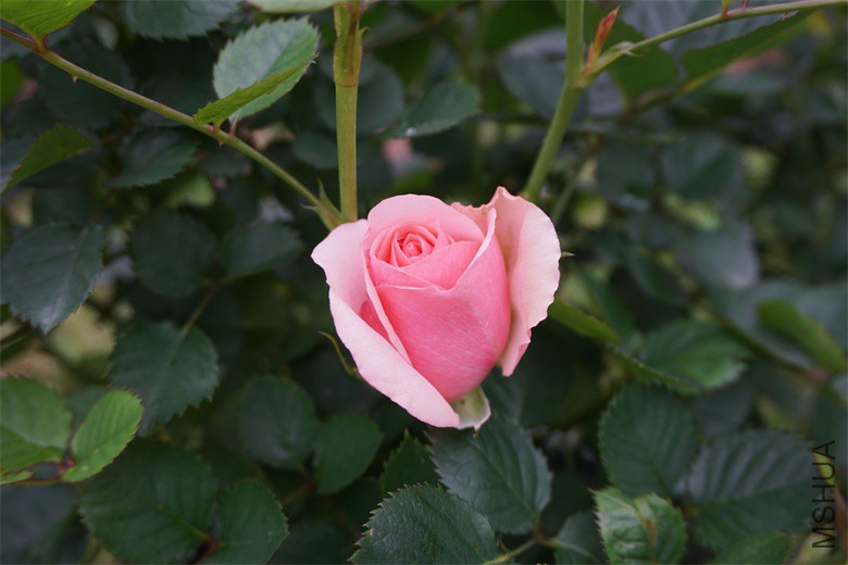 DSC01934_��ͼ��.jpg