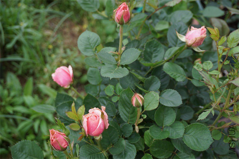 DSC04765_��ͼ��.jpg