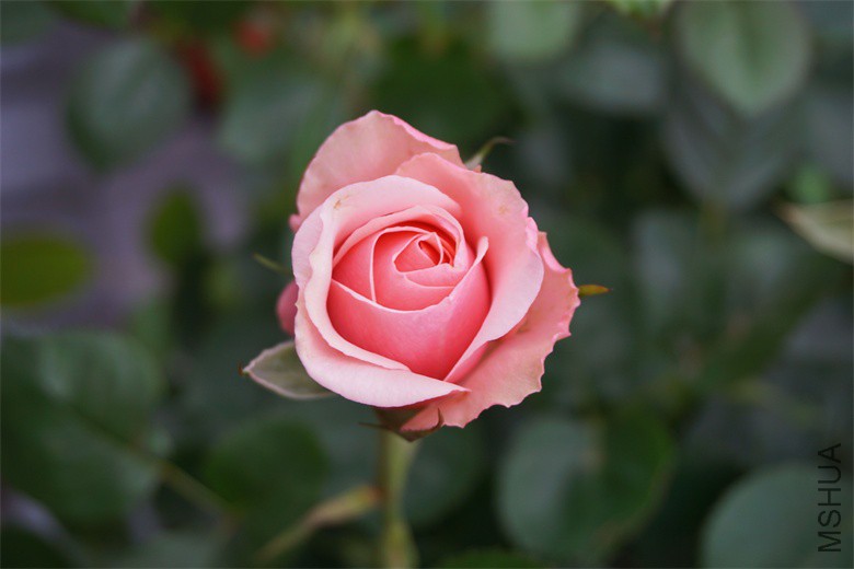 DSC06015_��ͼ��.jpg