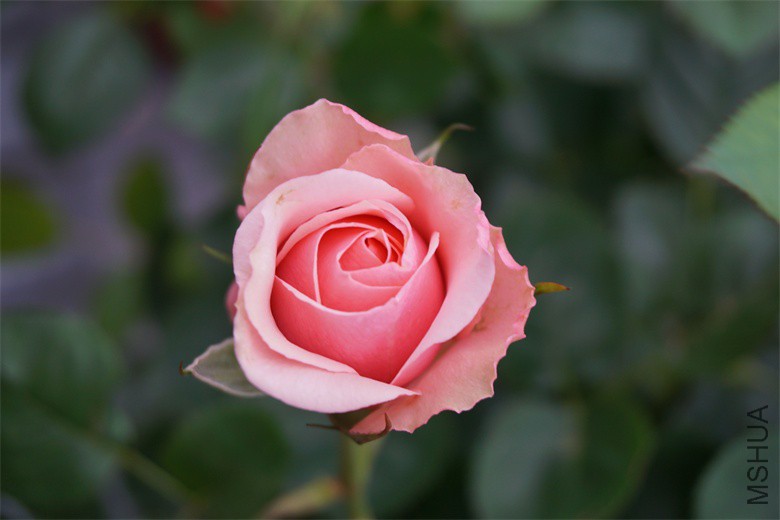 DSC06016_��ͼ��.jpg