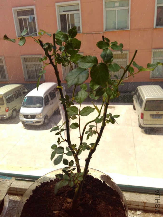IMG_20160505_113558_����.jpg