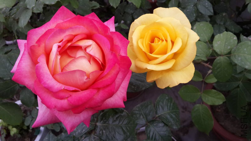20160505_071903.jpg