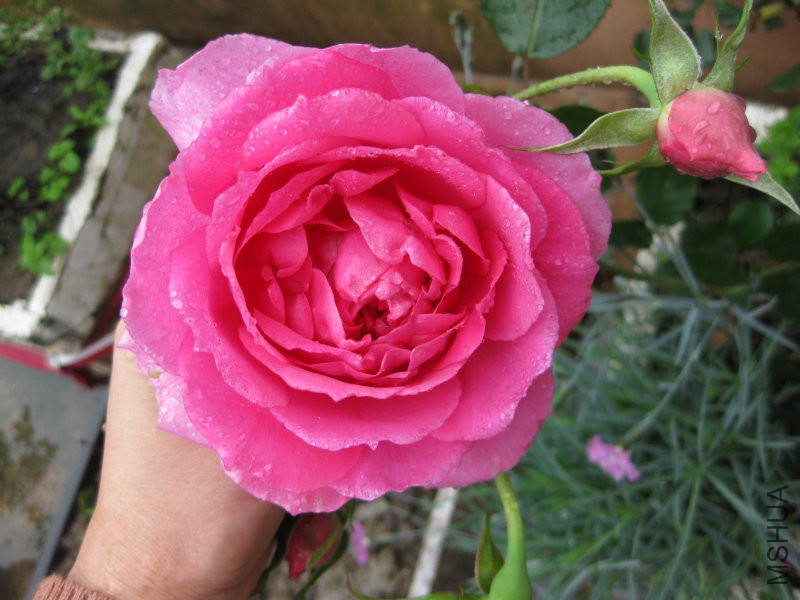 ����  ��