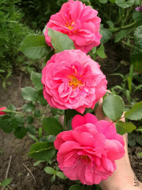 2016-05-01_09.35.11.jpg
