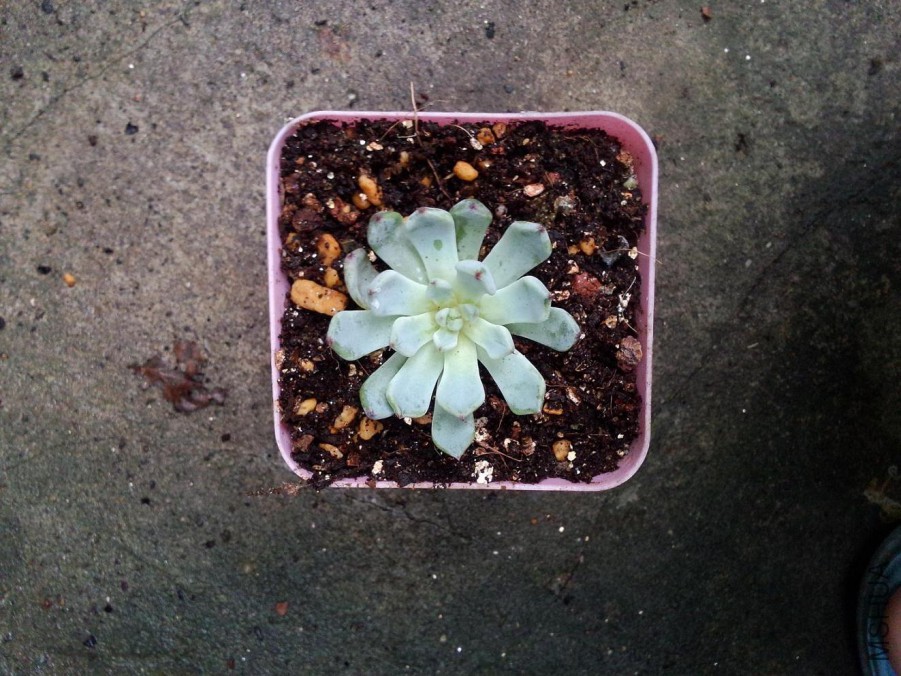 IMG20151004024.jpg