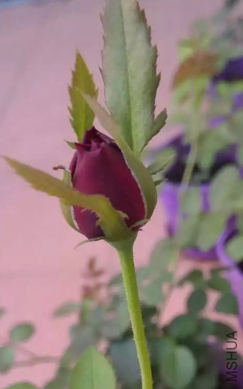 �ʹ�