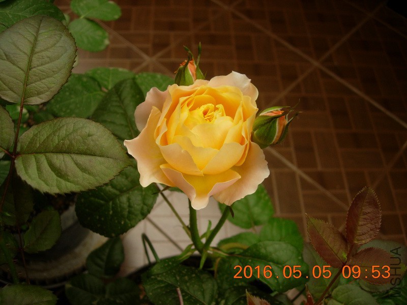 DSCN3995_resize.JPG