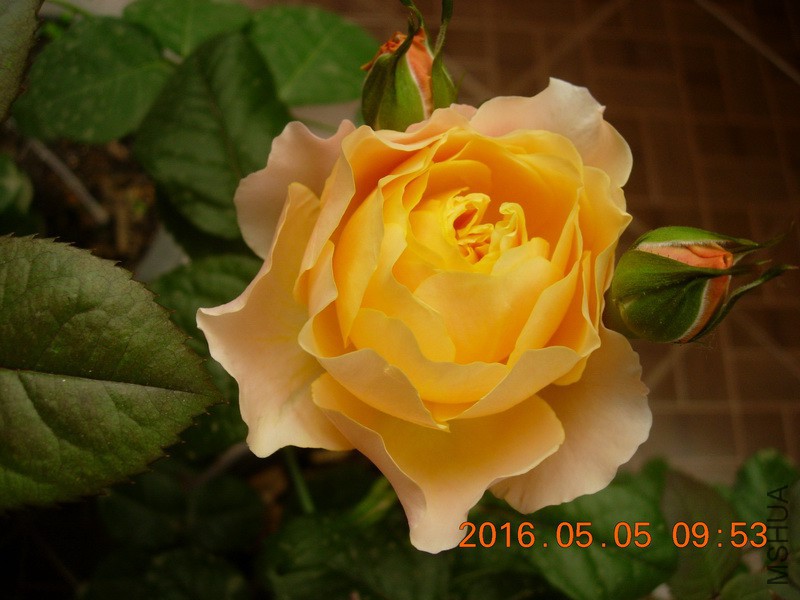 DSCN4004_resize.JPG