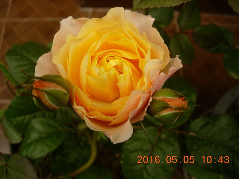 DSCN4094_resize.JPG