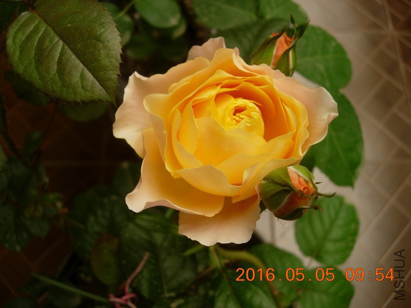 DSCN4023_resize.JPG