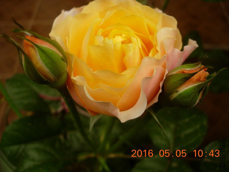 DSCN4101_resize.JPG