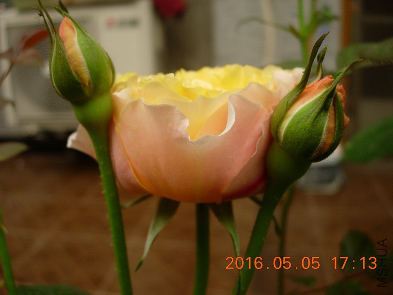 DSCN4185_resize.JPG