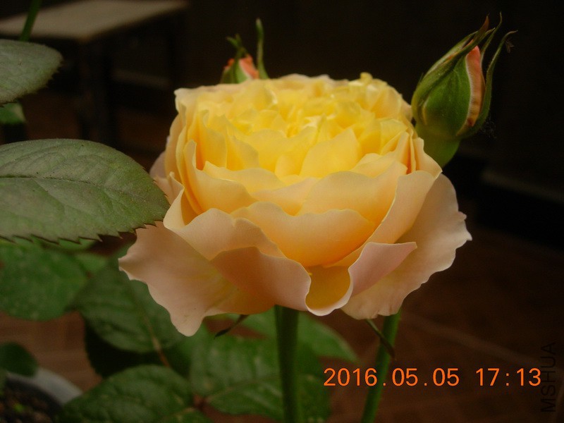 DSCN4180_resize.JPG