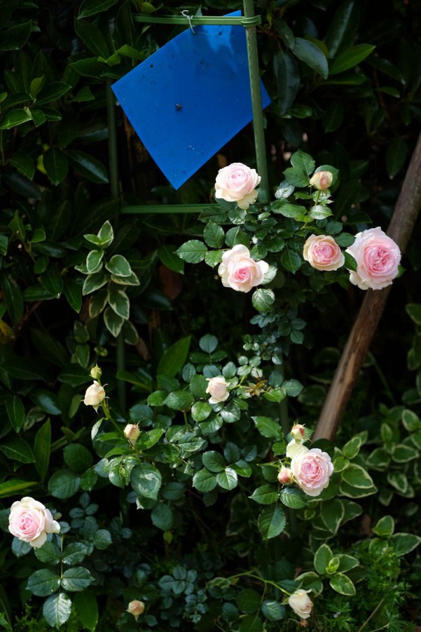 DSCF2234_����.jpg