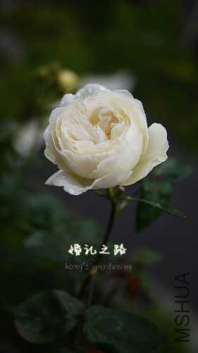 image.jpeg