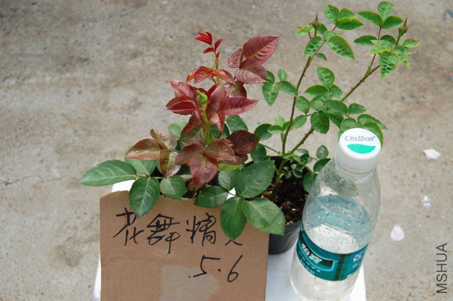2016.5.6.1.jpg