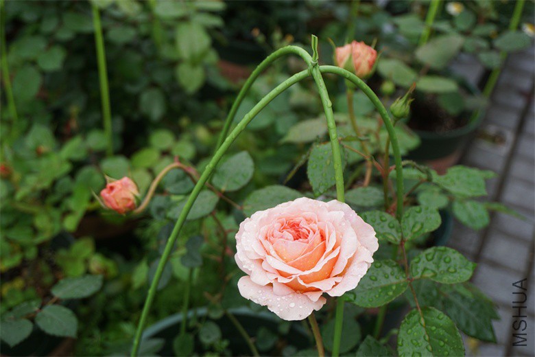 DSC01652_��ͼ��.jpg